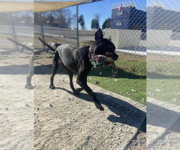 Medium Photo #4 Labrador Retriever-Unknown Mix Puppy For Sale in Evansville, IN, USA