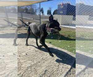 Chalupa - Female Labrador Retriever-Unknown Mix Dog for Adoption - Photo #4