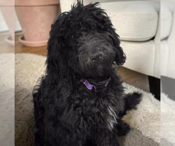 Medium Photo #1 Miniature Labradoodle Puppy For Sale in San Diego, CA, USA