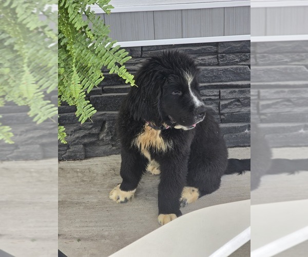 Medium Photo #5 Newfoundland Puppy For Sale in TILTON, IL, USA