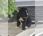 Small #4 Newfoundland