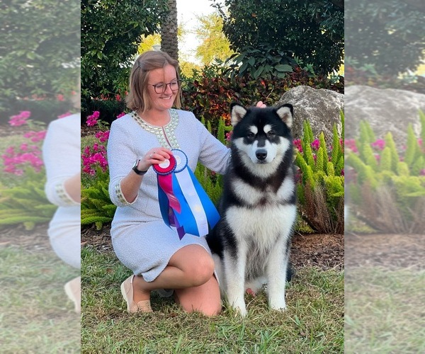 Medium Photo #1 Alaskan Malamute Puppy For Sale in ORINDA, CA, USA