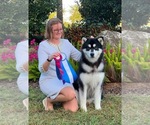 Small Photo #1 Alaskan Malamute Puppy For Sale in ORINDA, CA, USA