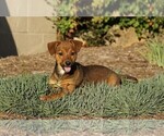 Small Photo #1 Miniature Pinscher Puppy For Sale in FREDERICKSBG, OH, USA