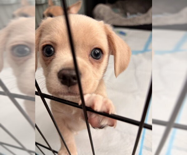 Medium Photo #3 Chihuahua-Unknown Mix Puppy For Sale in Oakhurst, NJ, USA