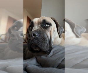Mother of the Cane Corso puppies born on 02/11/2026