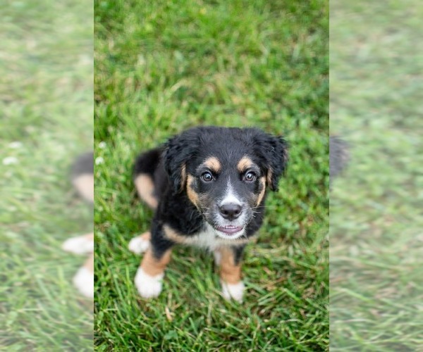 Medium Photo #5 Aussiedor Puppy For Sale in Germantown, OH, USA