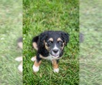 Small #4 Aussiedor