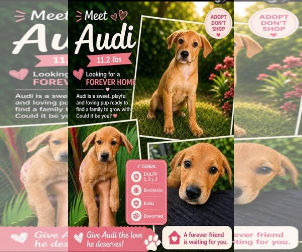 Medium Photo #1 Retriever -Unknown Mix Puppy For Sale in Jenkintown, PA, USA