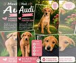 Small Retriever  Mix