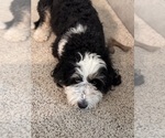 Small Photo #1 Miniature Bernedoodle Puppy For Sale in AUBURNDALE, FL, USA