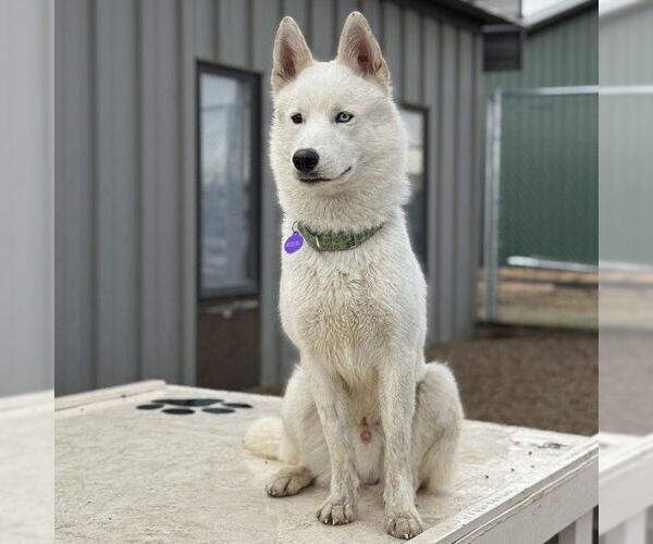 Medium Photo #27 Huskies -Unknown Mix Puppy For Sale in Fargo, ND, USA