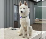 Small #26 Huskies  Mix