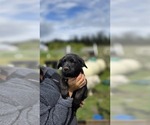 Small #1 Golden Shepherd