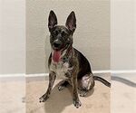 Small #1 Retriever  Mix