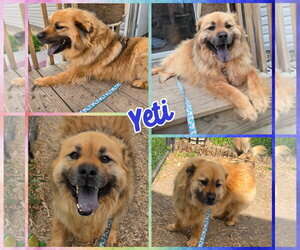 Chow Chow-Golden Retriever Mix Dogs for adoption in Blacksburg, SC, USA