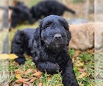 Small Photo #6 Goldendoodle-Saint Berdoodle Mix Puppy For Sale in LITTLE ELM, TX, USA