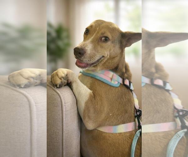 Medium Photo #6 Siberian Husky-Unknown Mix Puppy For Sale in McKinney, TX, USA