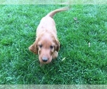 Small Photo #6 Irish Doodle Puppy For Sale in NAMPA, ID, USA