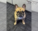 Small Photo #1 French Bulldog Puppy For Sale in PONSFORD, MN, USA