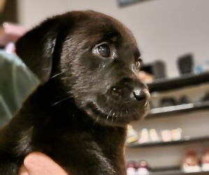 German Shorthaired Lab-Labrador Retriever Mix Puppy for sale in VIRGINIA BEACH, VA, USA