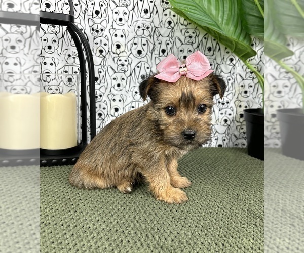 Medium Photo #5 Yorkshire Terrier Puppy For Sale in FRANKLIN, IN, USA