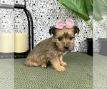 Small Photo #5 Yorkshire Terrier Puppy For Sale in FRANKLIN, IN, USA