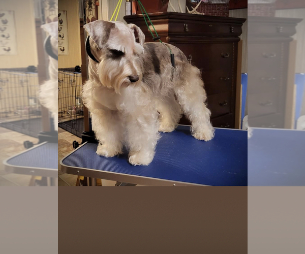 Medium Photo #1 Schnauzer (Miniature) Puppy For Sale in SILER CITY, NC, USA