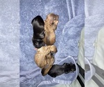 Small Photo #1 Maltipoo-Yorkshire Terrier Mix Puppy For Sale in SOUTHPORT, NC, USA