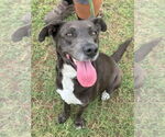 Small #9 Labrador Retriever Mix