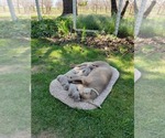 Small Photo #2 Weimaraner Puppy For Sale in ORLAND, CA, USA