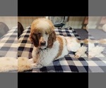 Small Photo #1 Poodle (Standard) Puppy For Sale in CALICO ROCK, AR, USA
