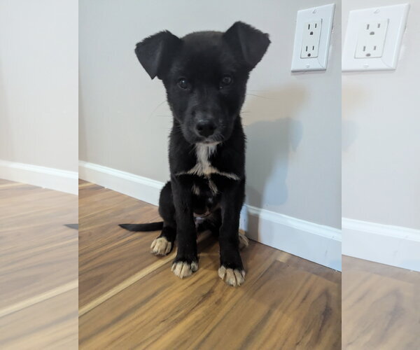 Medium Photo #2 Mutt Puppy For Sale in Calhoun, GA, USA
