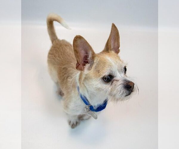 Medium Photo #5 Mutt Puppy For Sale in Kennesaw, GA, USA