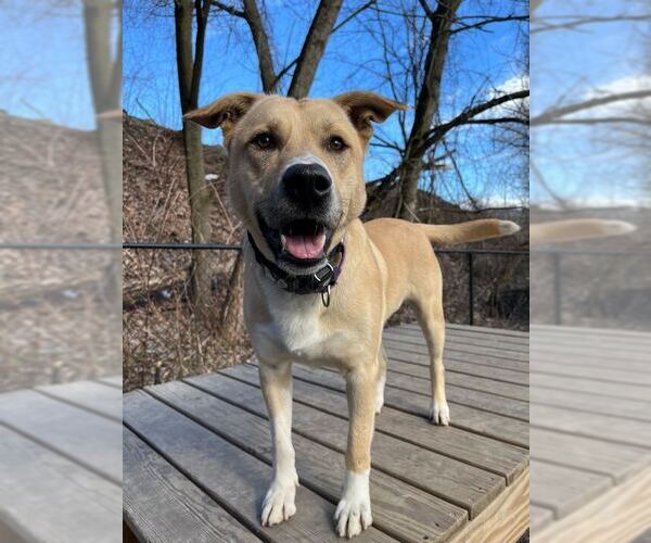 Medium Photo #2 Mutt Puppy For Sale in Elmsford, NY, USA