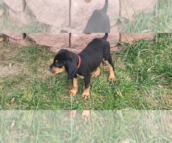 Medium Photo #1 Black and Tan Coonhound-Bloodhound Mix Puppy For Sale in HOOKER, OK, USA