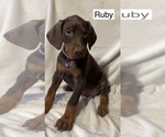Small #3 Doberman Pinscher