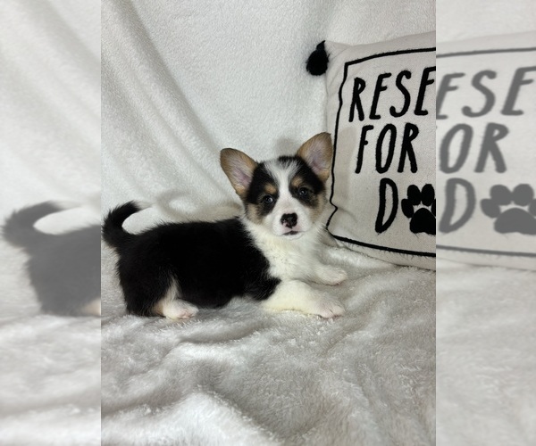 Medium Photo #5 Pembroke Welsh Corgi Puppy For Sale in GREENFIELD, IN, USA
