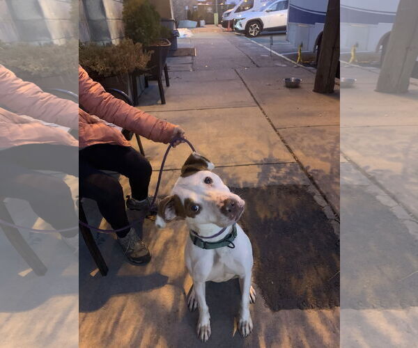 Medium Photo #4 American Pit Bull Terrier-Unknown Mix Puppy For Sale in Westwood, NJ, USA