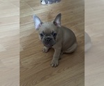 Small #6 French Bulldog