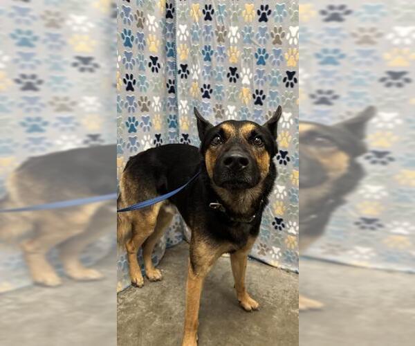 Medium Photo #1 German Shepherd Dog Puppy For Sale in Rosenberg, TX, USA