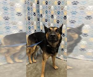 German Shepherd Dog Dogs for adoption in Rosenberg, TX, USA