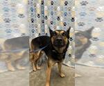 Small German Shepherd Dog