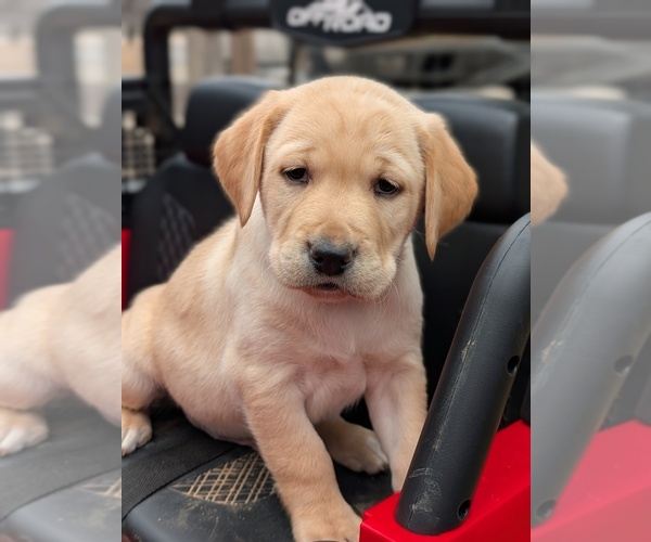 Medium Photo #4 Labrador Retriever Puppy For Sale in ERWIN, NC, USA