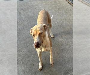 Mutt Dogs for adoption in Tulsa, OK, USA
