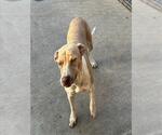 ADDIE MAE - Female Mutt Dog for Adoption - Small photo