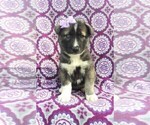 Small Photo #1 Siberian Husky Puppy For Sale in LANCASTER, PA, USA