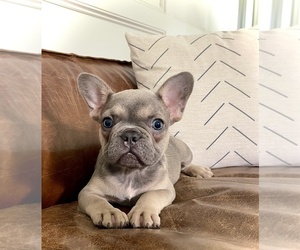 French Bulldog Puppy for sale in HOUSTON, TX, USA