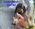 Puppy Liver Roan 2 German Shorthaired Pointer