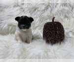 Small Photo #30 Shiranian Puppy For Sale in HAYWARD, CA, USA